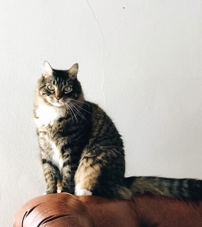 ember-ivory-450671-unsplash ember-ivory-450671-unsplash